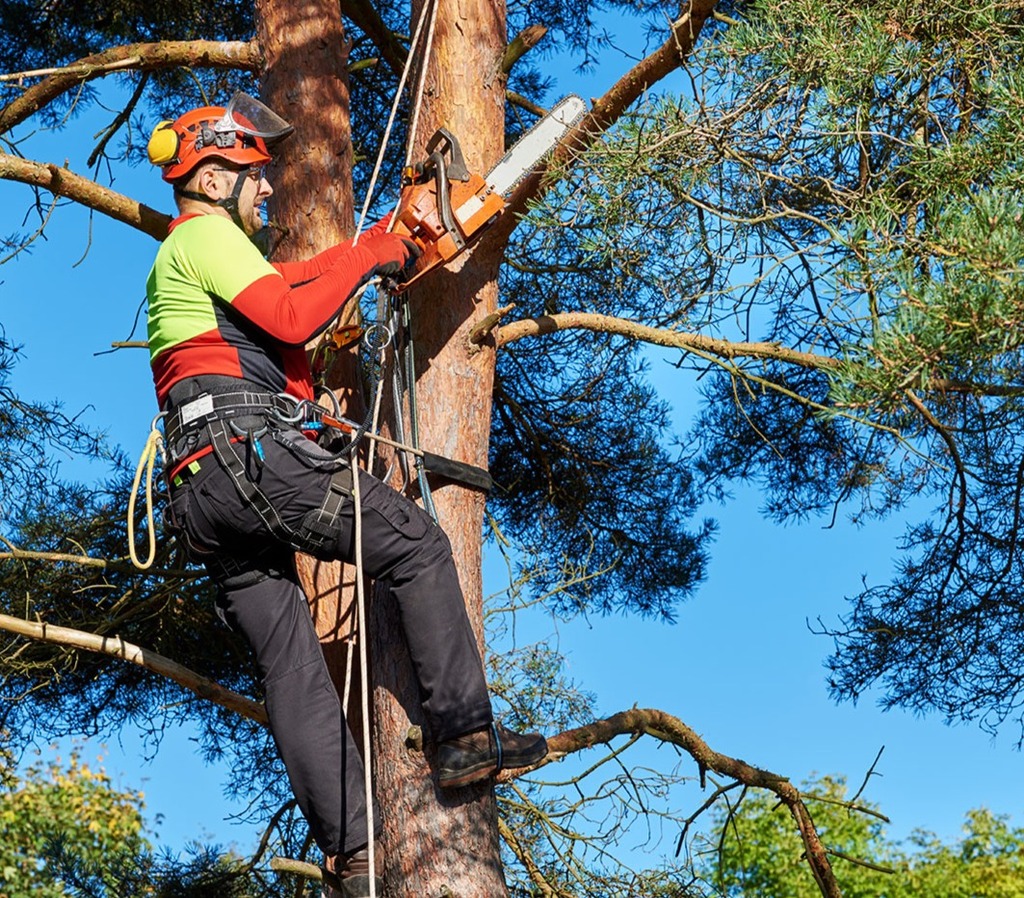 Services Pete's Tree Service Tree Service in Ellwood City, PA