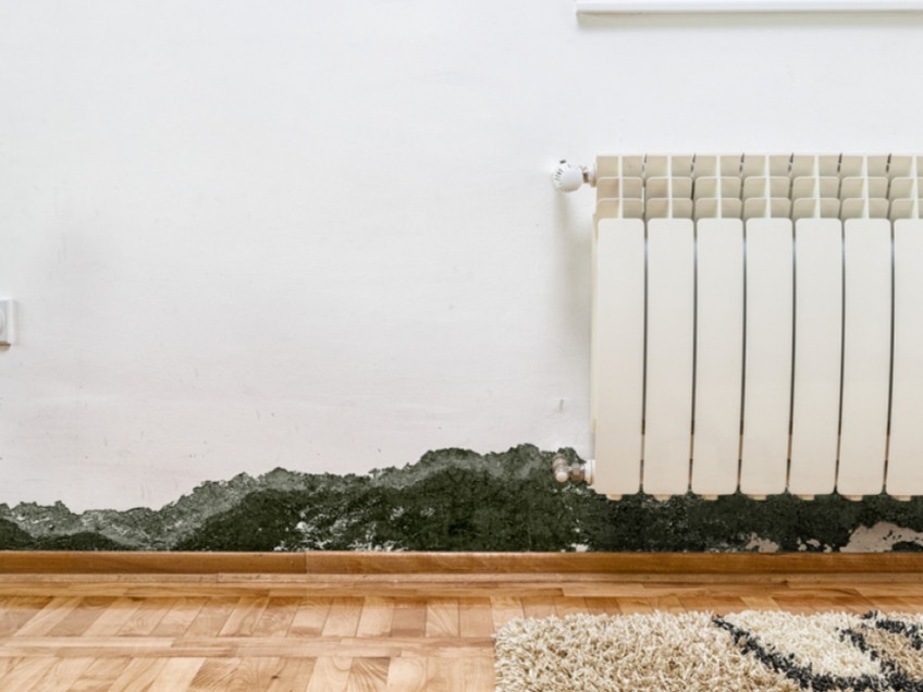 Mold Remediation