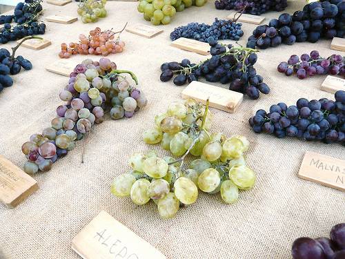 Grapes for the Home Gardener