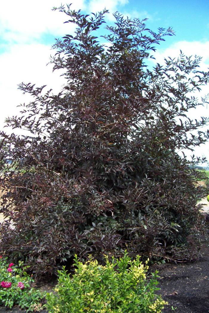 Exciting New Shrub and Tree Introductions