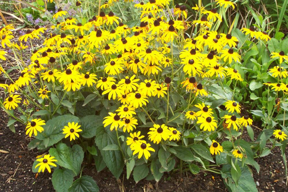 Long Blooming Perennials
