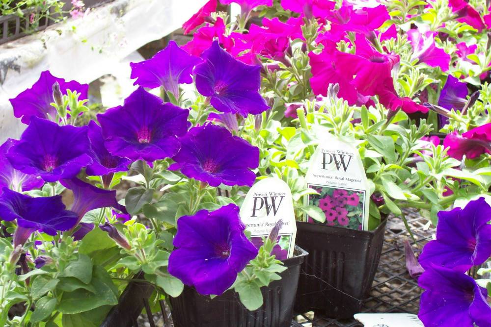OUR PLANTS Westwood Gardens Nursery And Garden Art Plant Nursery in