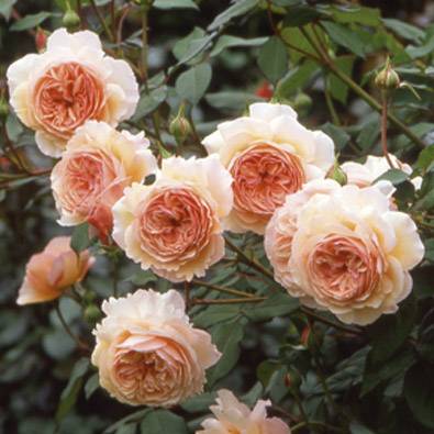 David Austin English Roses