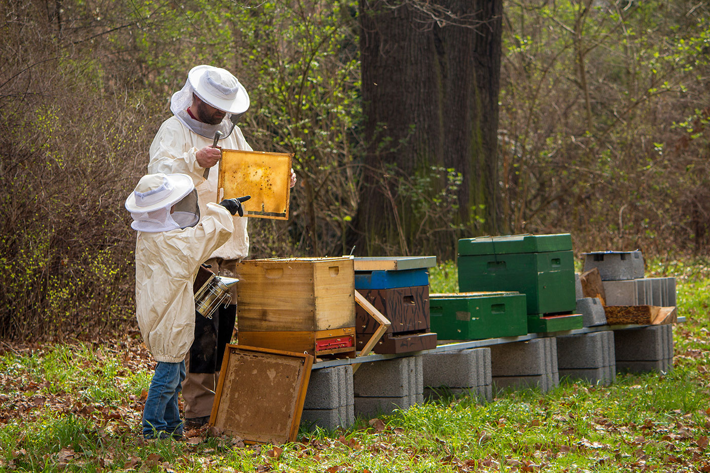 bee relocation bee relocation