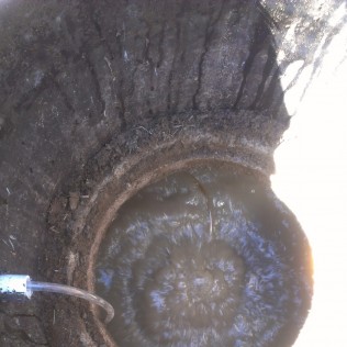 septic septic