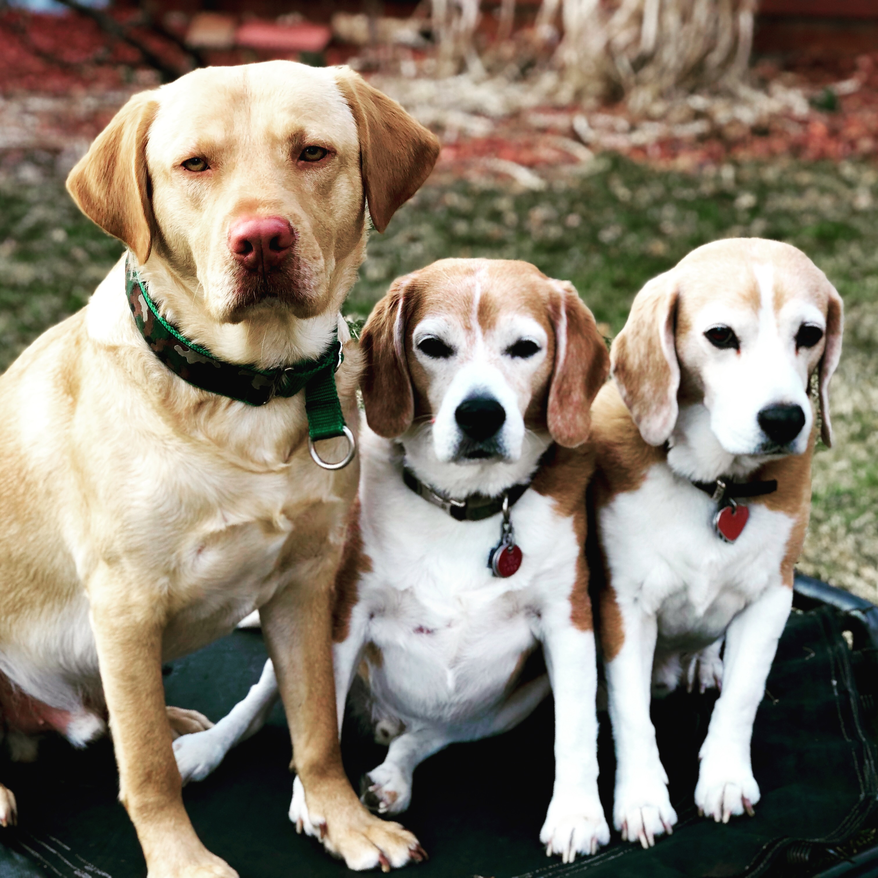  Lead by Love Dog Care