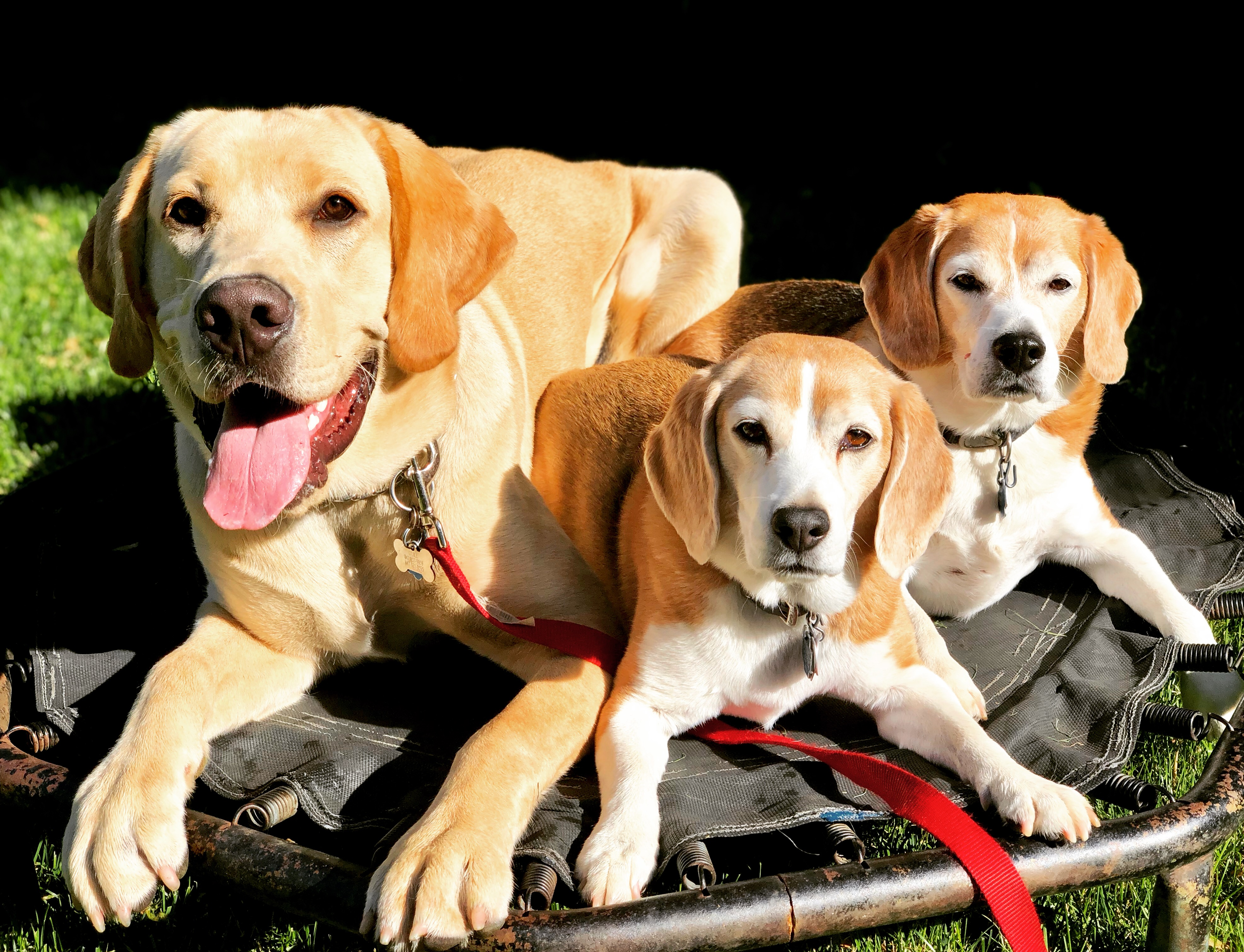  Lead by Love Dog Care