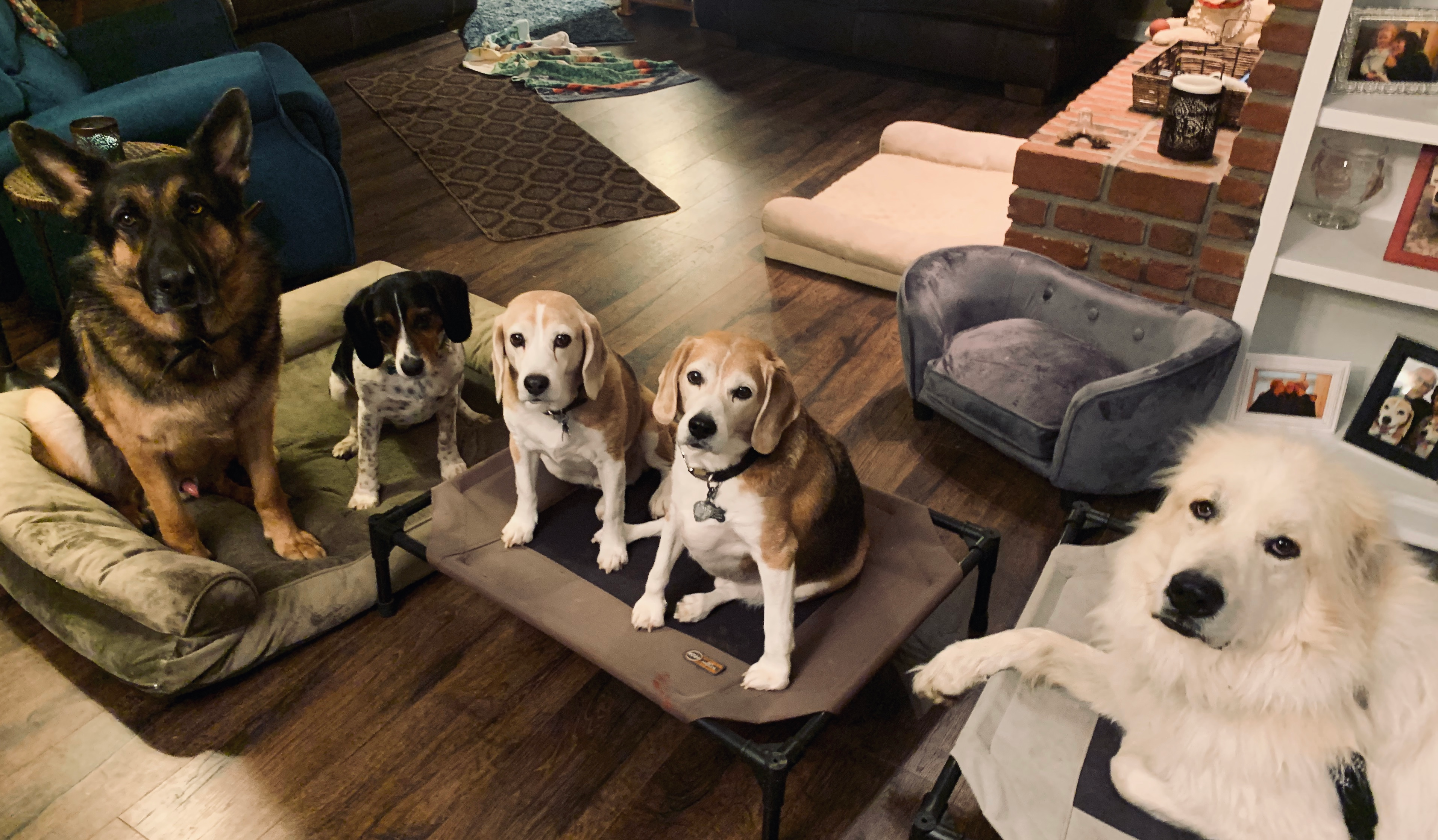  Lead by Love Dog Care