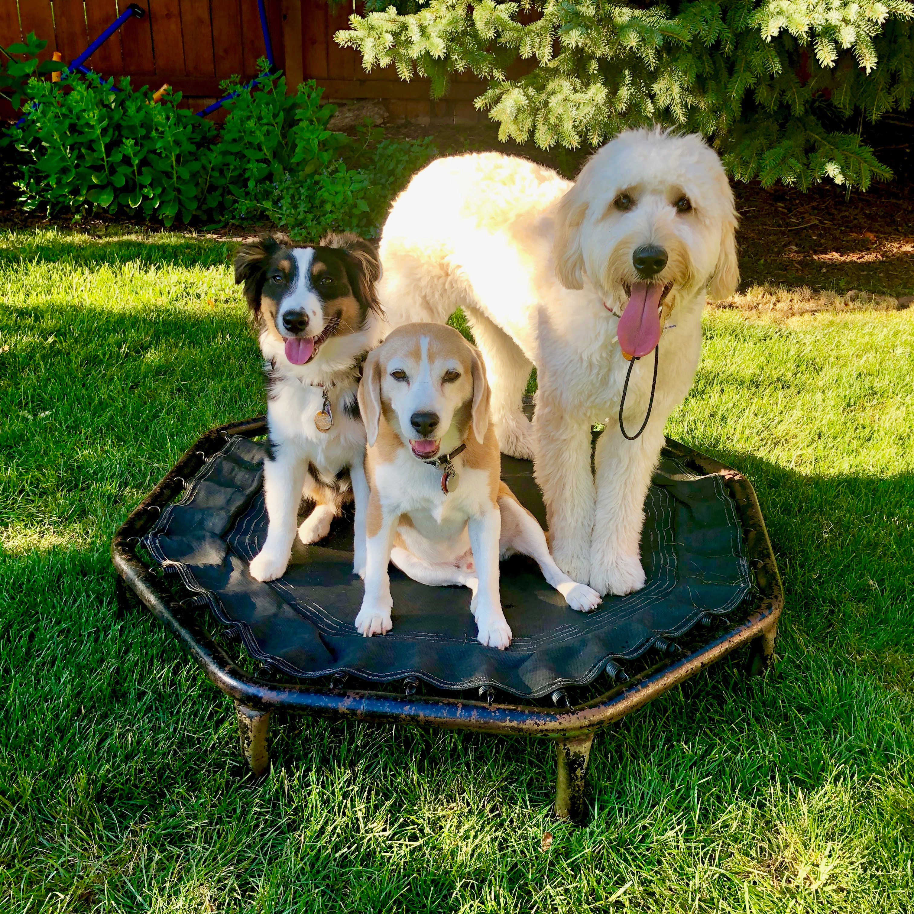  Lead by Love Dog Care