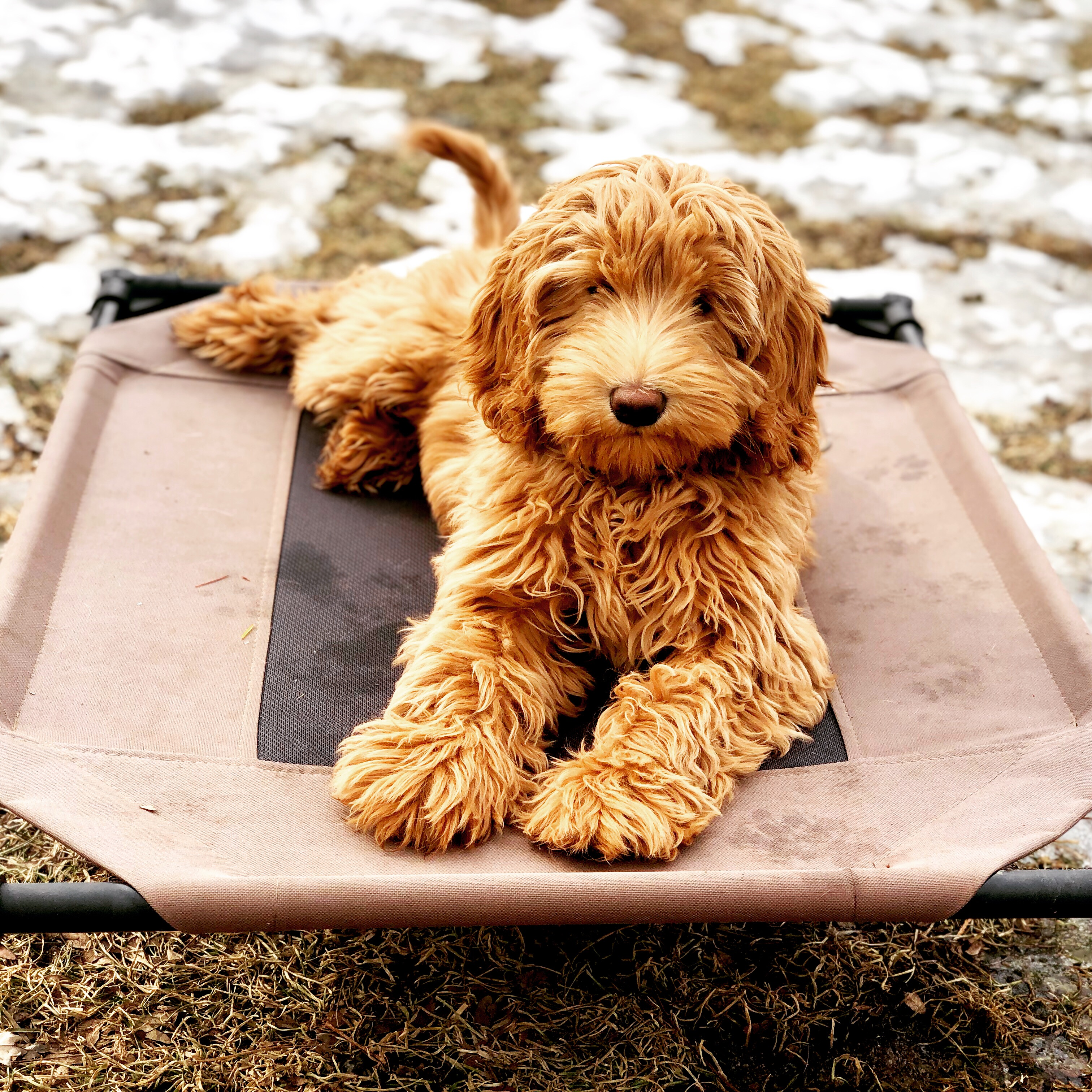  Lead by Love Dog Care