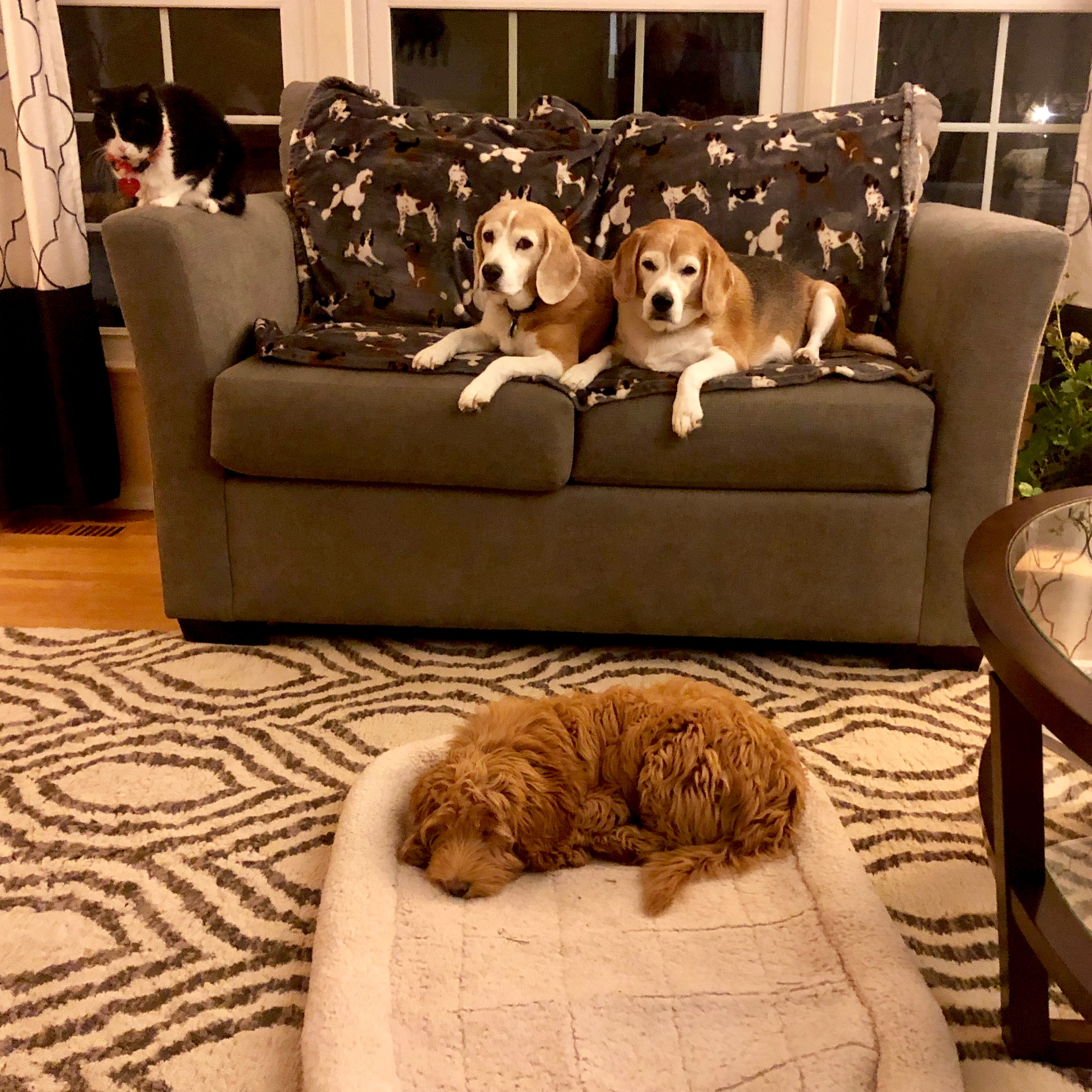  Lead by Love Dog Care