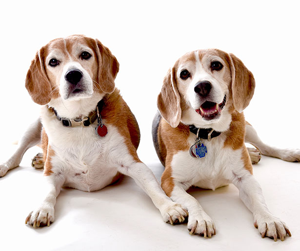 Lead By Love Dog Care