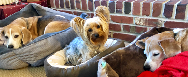 dogs sitting dogs sitting