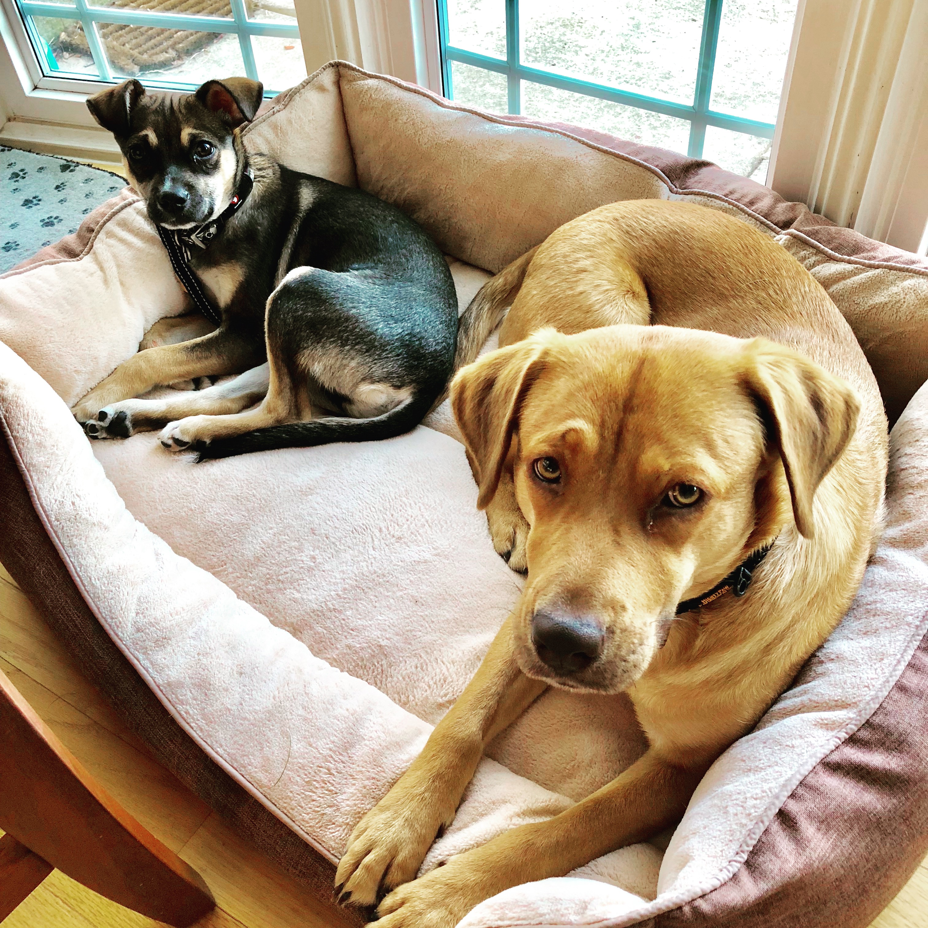  Lead by Love Dog Care