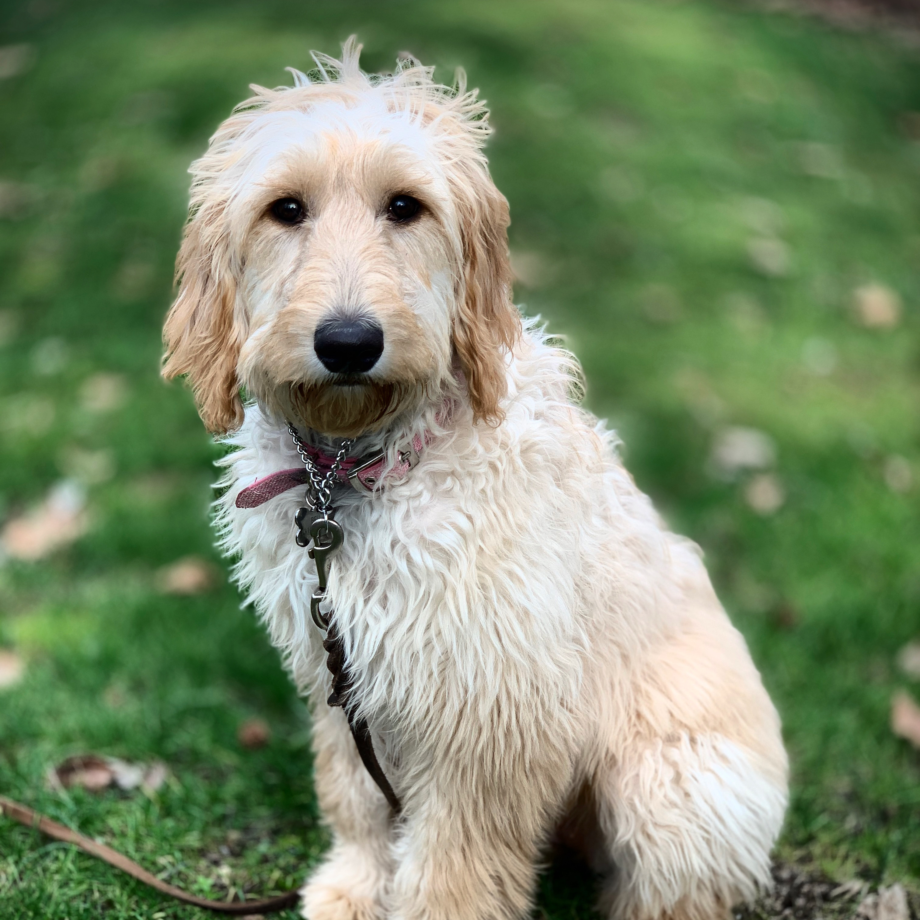  Lead by Love Dog Care