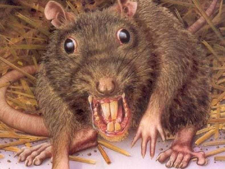 rodent rodent