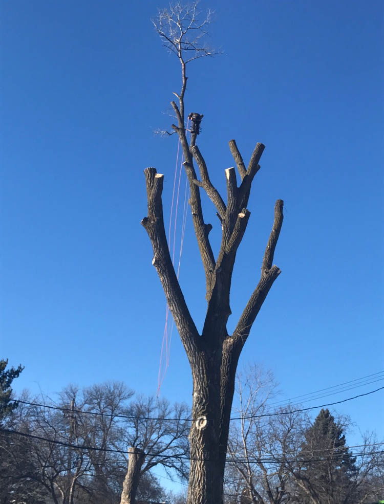 Arbor Barber Tree Service Tree Service in Lakeville, MN