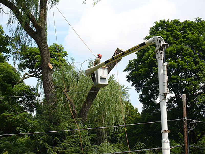All Around Landscape & Tree Service Tree Service in Fairport, NY