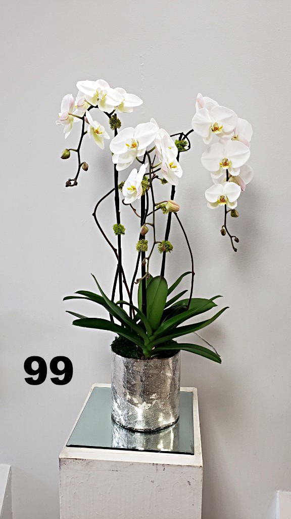 RP29