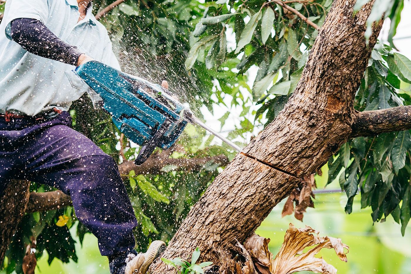 Service estimates, TX tree cutting Waxahachie